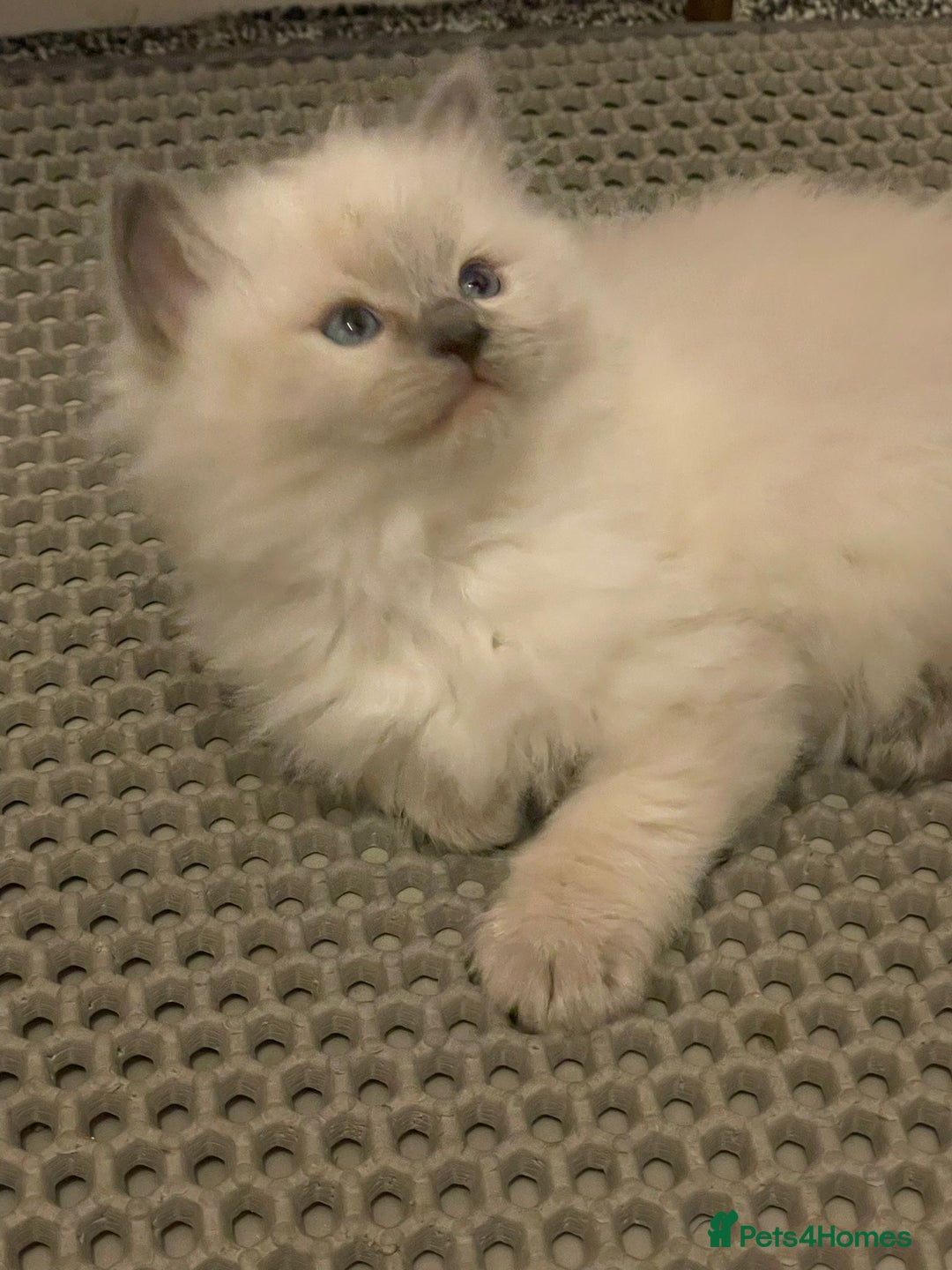 Ragdoll cats for sale: 🌟CHAMPION🌟 FATHER GCCF 🌟BLOOD LINE RAGDOLL - Image 17