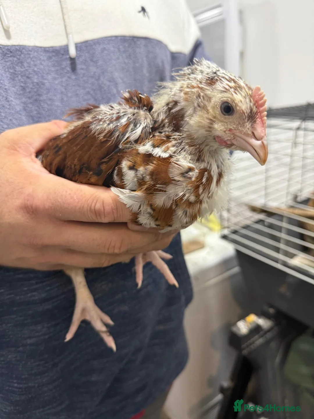 Chickens poultry for sale: Orpingtons plus - Advert 2