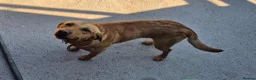 Labrador Retriever dogs for sale: Labrador bitch 17 month old  - Advert 3