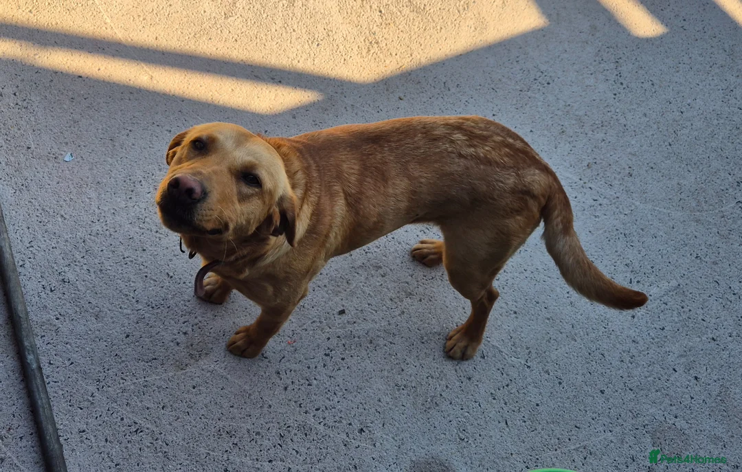 Labrador Retriever dogs for sale: Labrador bitch 17 month old  - Advert 3