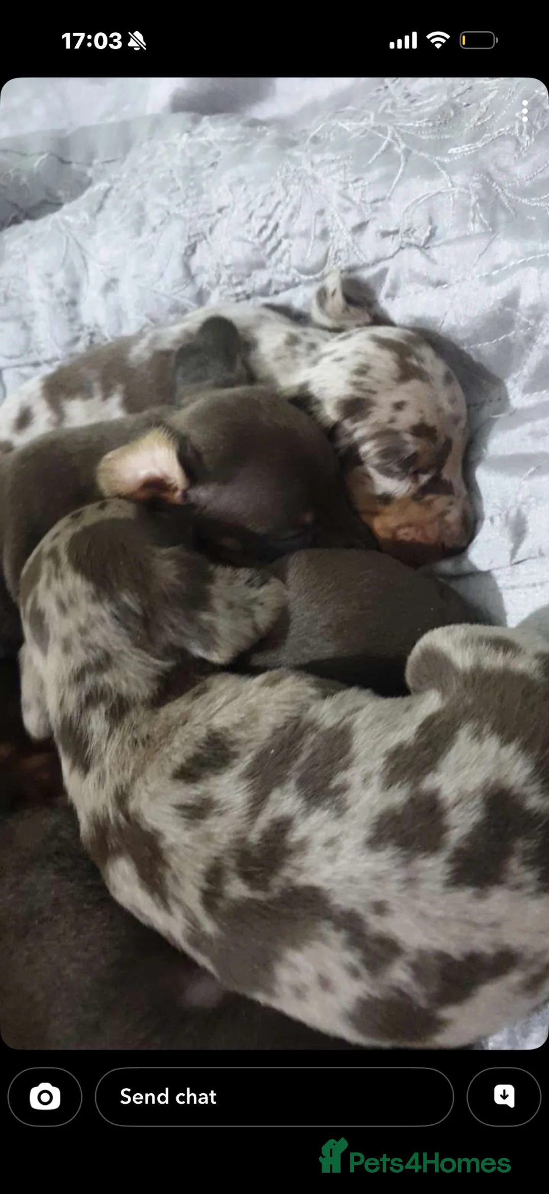 Miniature Dachshund dogs for sale: Miniature dachshund  - Advert 6