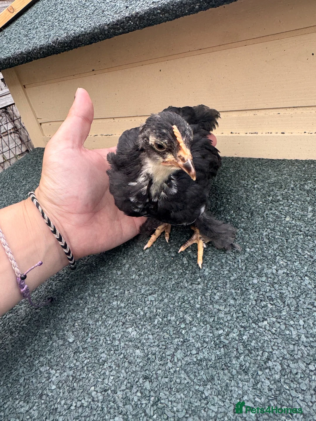 Chickens poultry for sale: Pekin bantams  - Advert 6