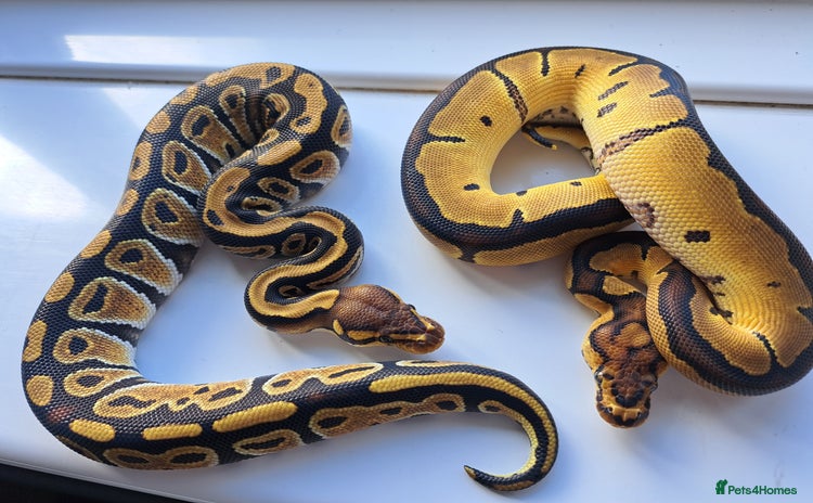 Python Snake reptiles - Advert 12