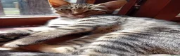 Bengal cats for sale: 🧡 Kitten Seeking One Well-Trained Human... 🐾 - Advert 9