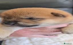 Japanese Shiba Inu dogs for sale: Gorgeous Shibas  - Image 14