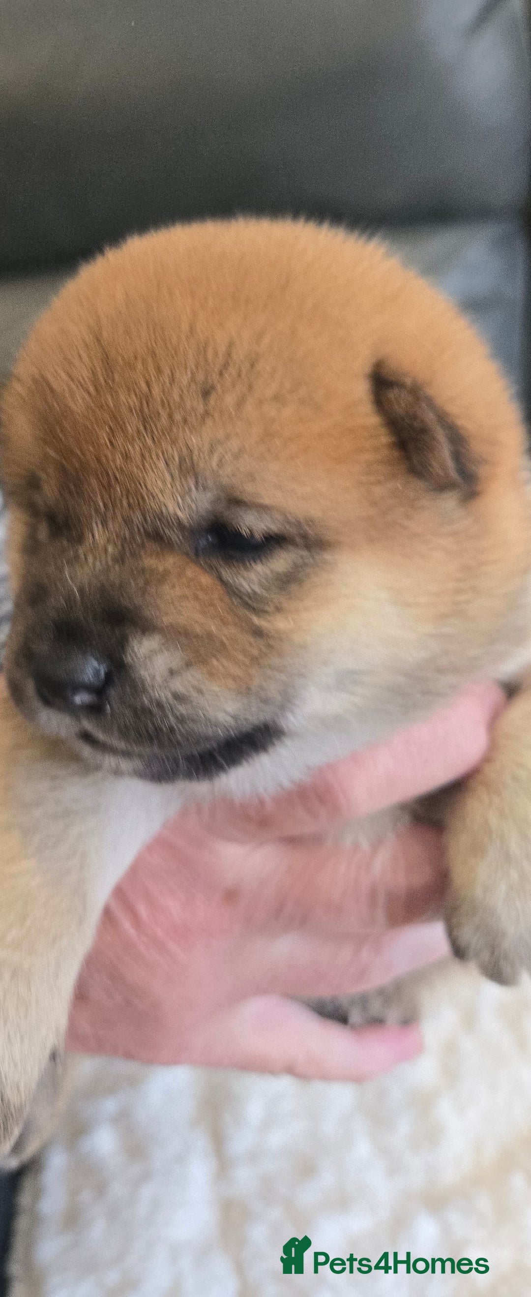 Japanese Shiba Inu dogs for sale: Gorgeous Shibas  - Image 14