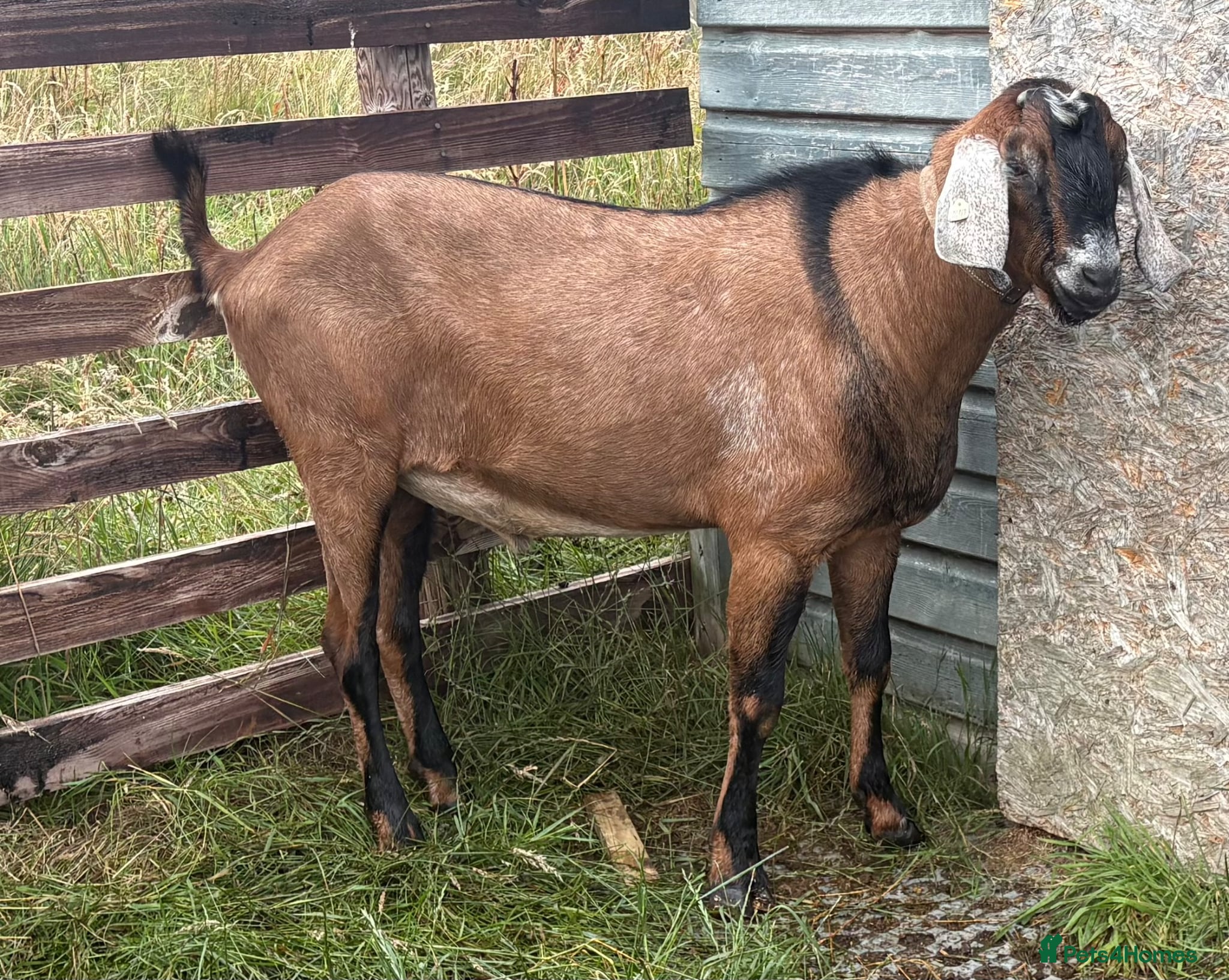 Goats livestock Barney – Anglo Nubian Pedigree Buck - Advert 11