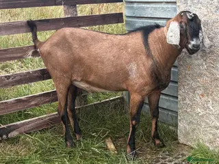 Goats livestock Barney – Anglo Nubian Pedigree Buck - Advert 16