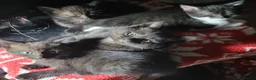 Domestic Shorthair cats for sale: Ready to Fly the Nest  - Advert 11