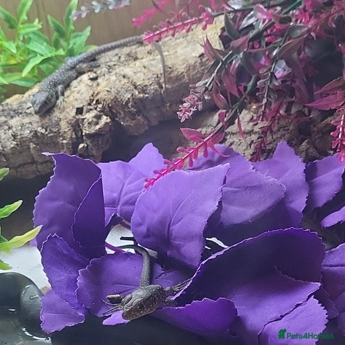 Lizard reptiles  Captive Bred Baby Jewelled Lacertas Available - Advert 2
