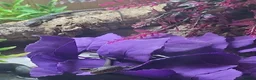 Lizard reptiles for sale:  Captive Bred Baby Jewelled Lacertas Available - Advert 2
