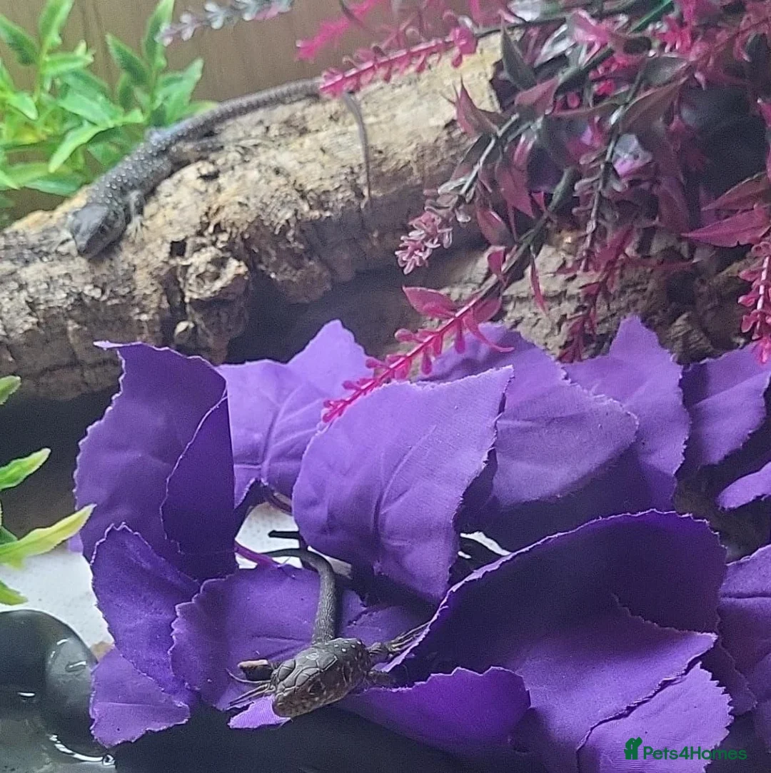 Lizard reptiles for sale:  Captive Bred Baby Jewelled Lacertas Available - Advert 2