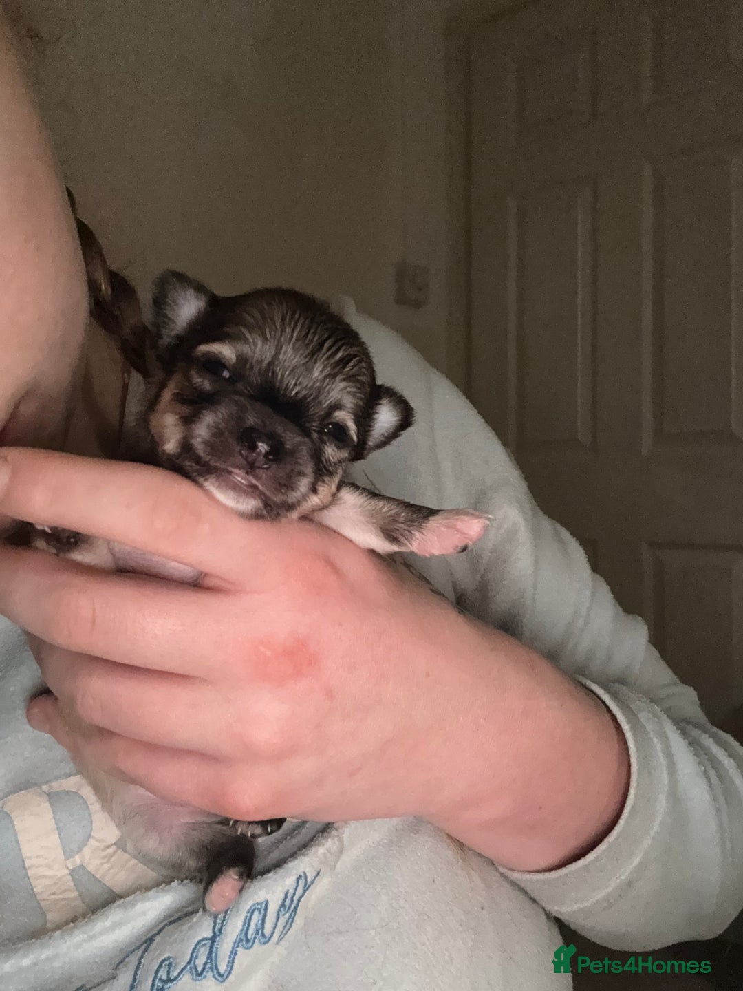 Chihuahua dogs for sale:  **  CHIHUAHUAS  - Advert 8