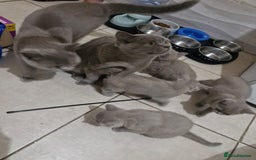 British Shorthair cats for sale: 🐾 Last British Shorthair Kitten – Lilac Cream 🐾 - Image 4