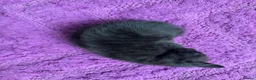 Mixed Breed cats for sale: Beautiful savannah cross ragdoll kittens - Advert 7