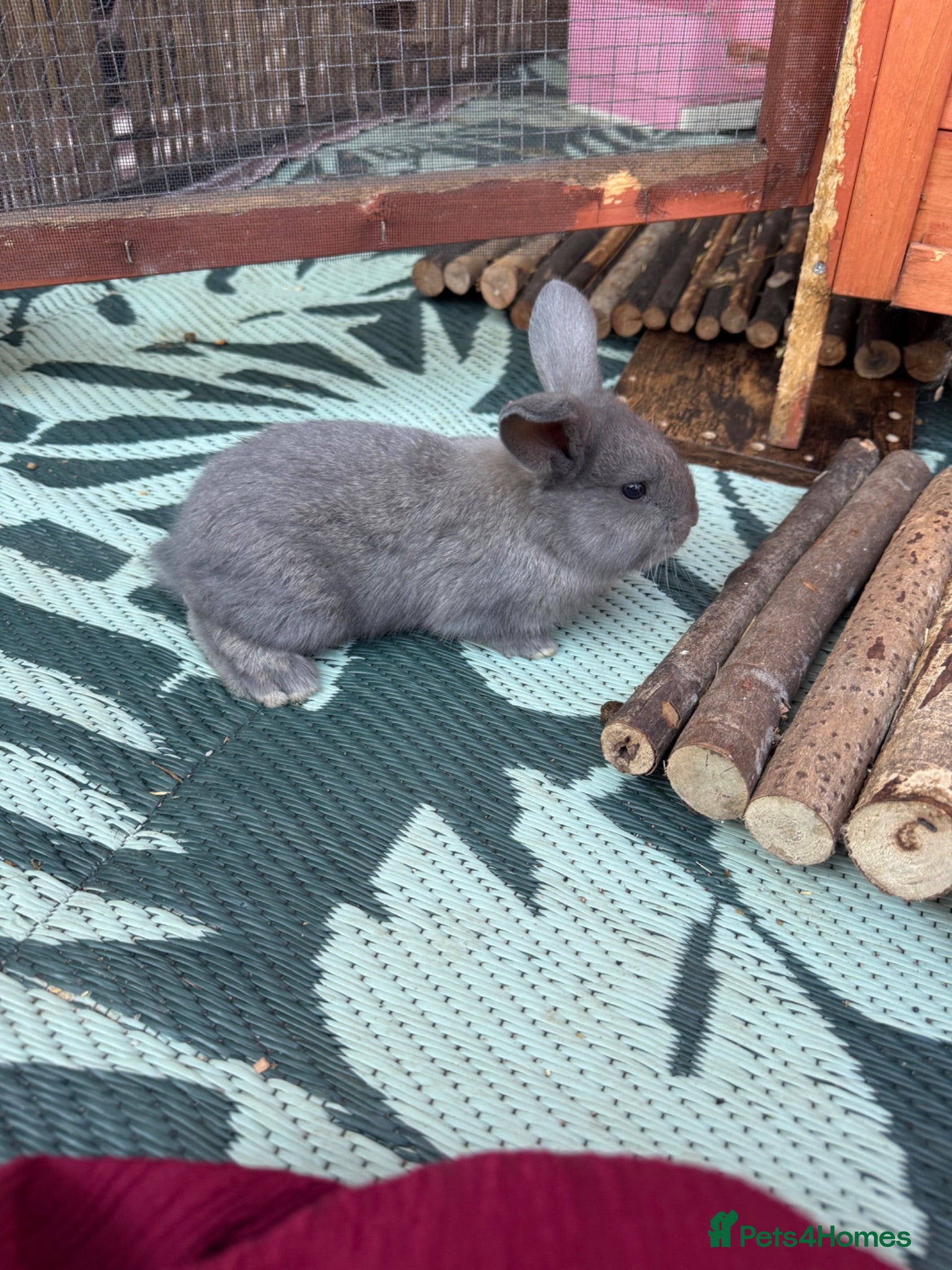 French Lop rabbits French Lop x Continental Giants 🩶🧡 - Advert 1