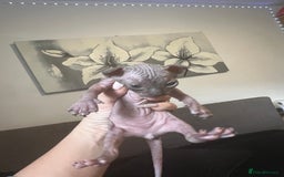 Sphynx cats for sale: Sphynk - Image 8