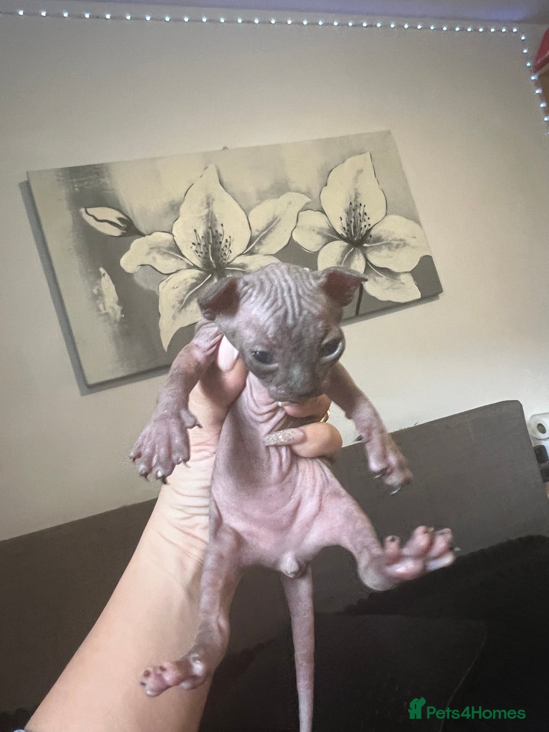 Sphynx cats for sale: Sphynk - Image 8