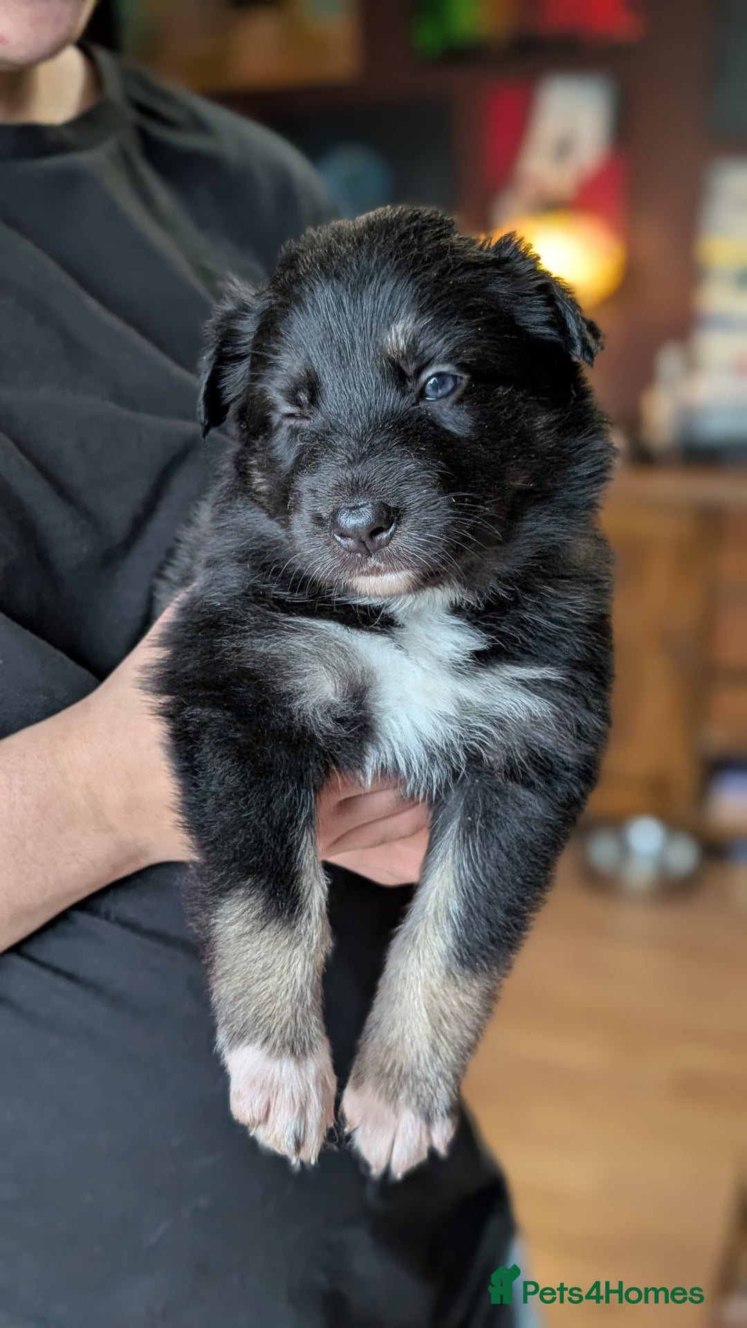 Mixed Breed dogs for sale: Shollie Pups Mid Feb! (German ShepxBorder Collie) - Advert 18