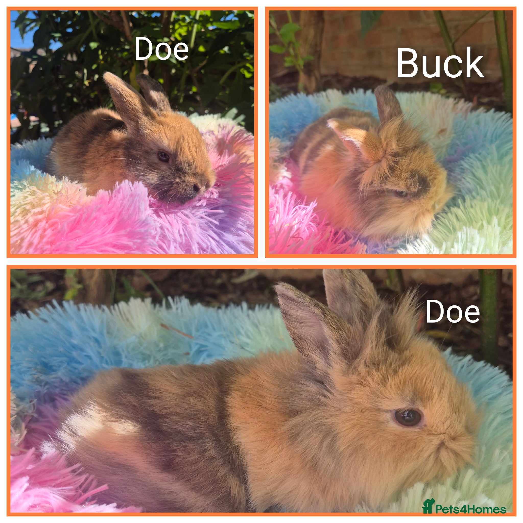 Mixed Breed rabbits Baby Harlequin Lionhead rabbits  - Advert 1
