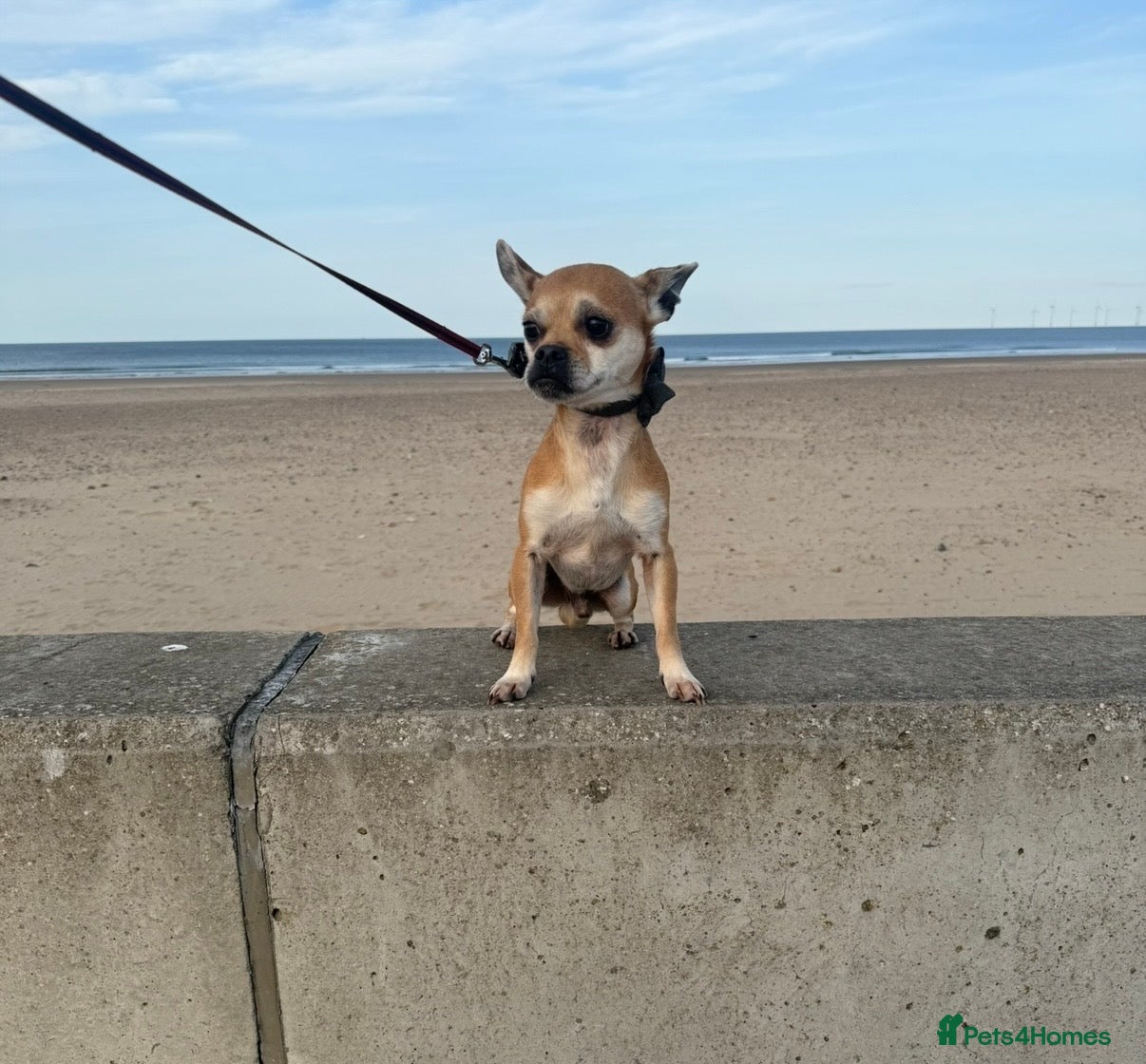 Jack Chi dogs Jackihuahua  **   - Advert 1