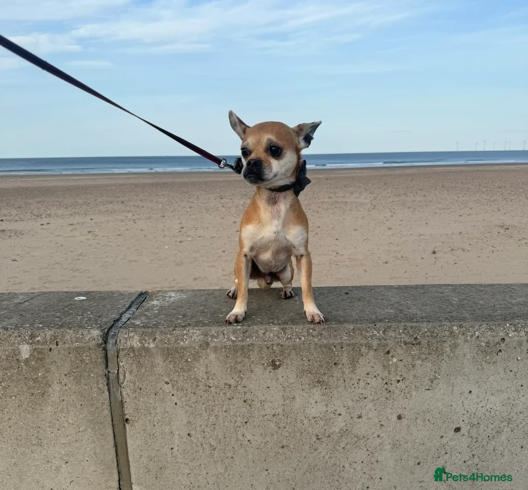 Jack Chi dogs for sale: Jackihuahua  **   - Advert 1