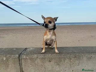 Jack Chi dogs Jackihuahua ** - Advert 1