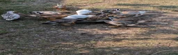 Ducks poultry for sale: Miniature silver appleyards  - Advert 3