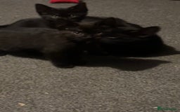 Bombay cats for sale: 2 beautiful baby kittens  - Image 7