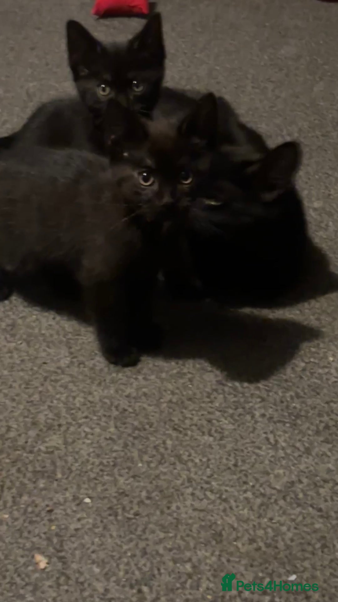 Bombay cats for sale: 2 beautiful baby kittens  - Image 7