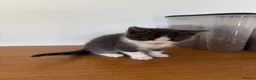 Mixed Breed cats for sale: 8 weeks old mixed breed grey & white fluffy kitten - Advert 10