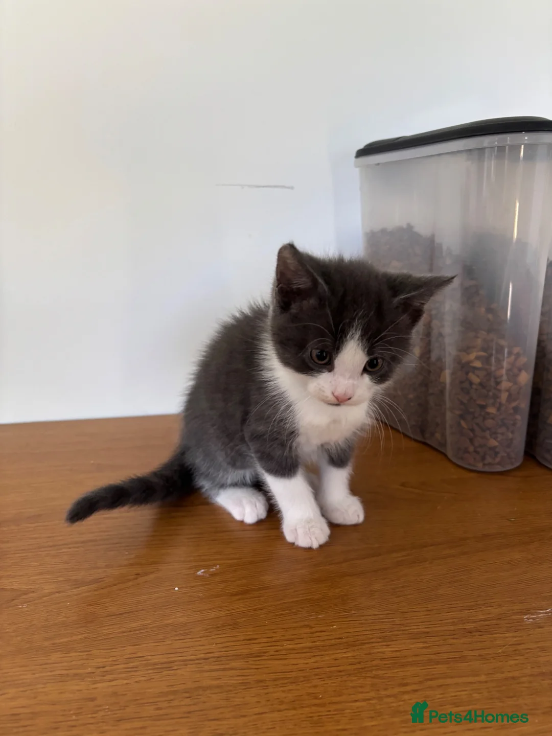Mixed Breed cats for sale: 8 weeks old mixed breed grey & white fluffy kitten - Advert 10