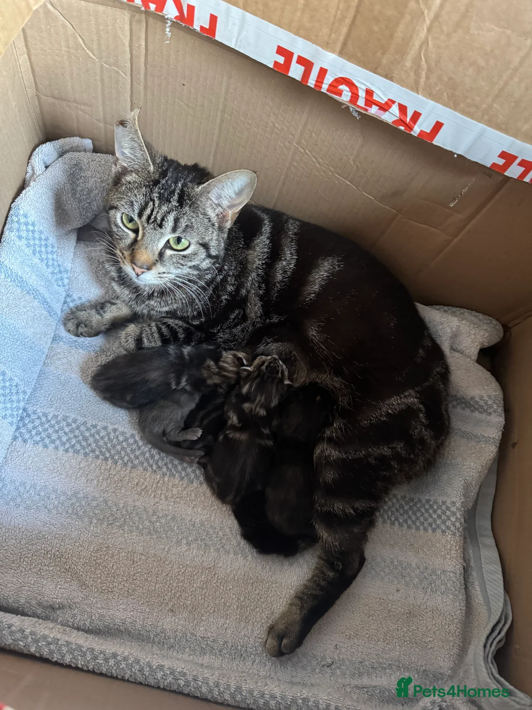 British Shorthair cats for sale: Beautiful kittens for sale  in Yeovil - Advert 2