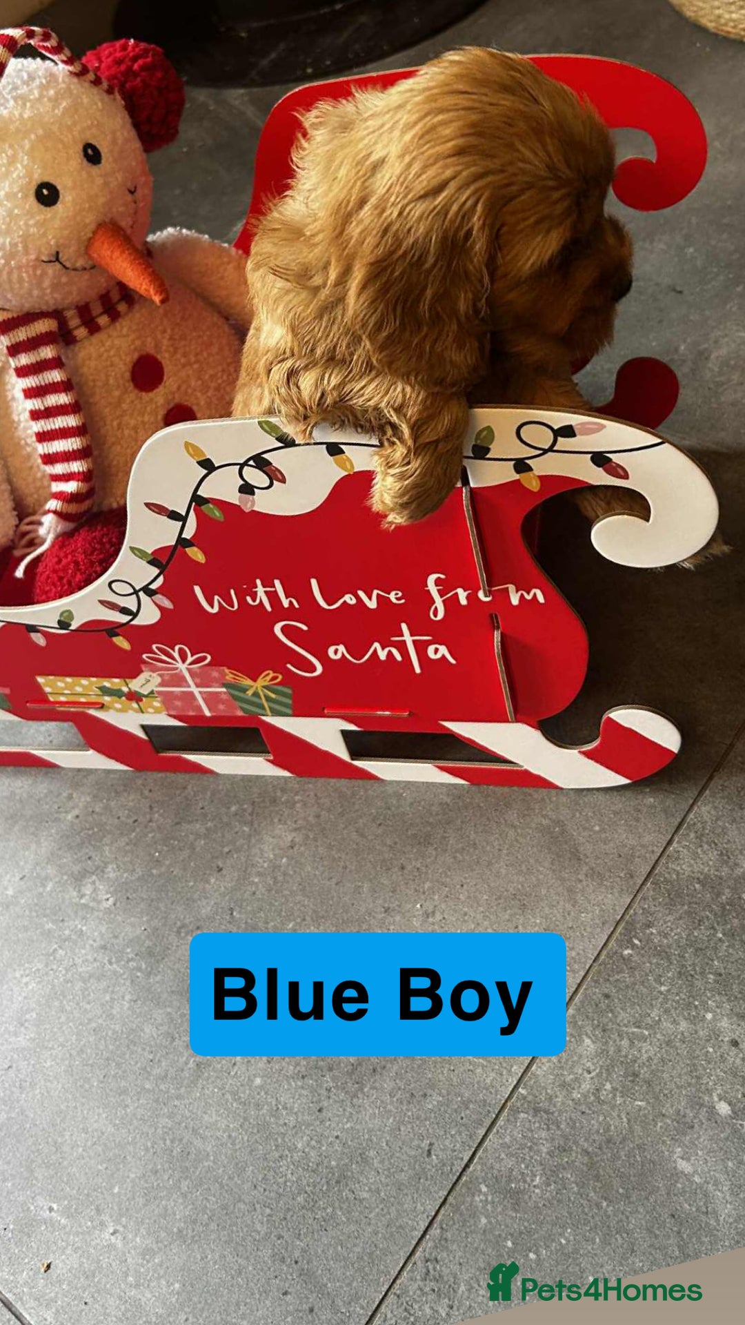 Cockapoo dogs for sale: F2 Cockapoo pups - Advert 7