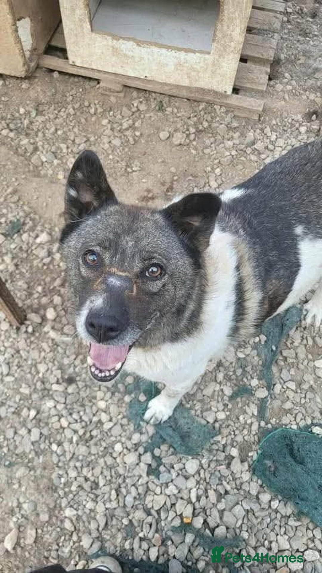 Mixed Breed dogs for adoption: Meet Venus,currently residing in Essex  - Advert 7