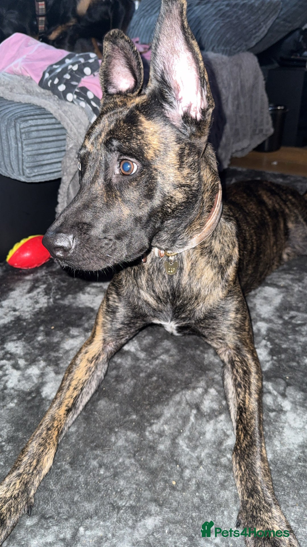 Mixed Breed dogs for sale: Bella the Energetic Pup Seeking a Loving Home 🐶 - Advert 2