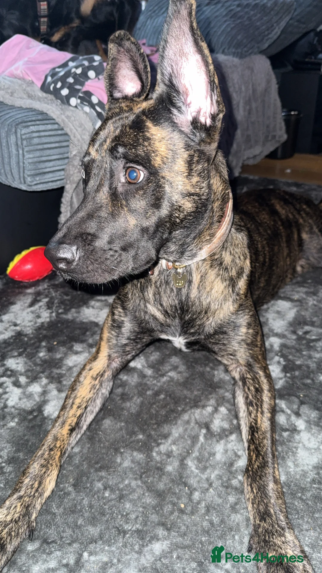 Mixed Breed dogs for sale: Bella the Energetic Pup Seeking a Loving Home 🐶 - Advert 2