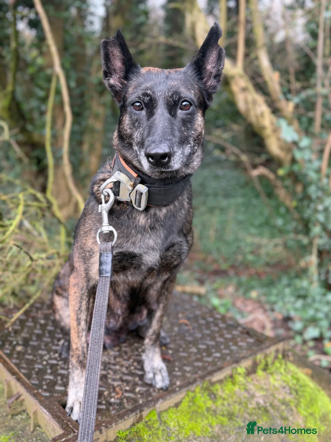 Mixed Breed dogs for sale: DUTCH HERDER CROSS BREED - Advert 7