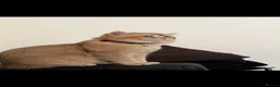 British Shorthair cats for stud: British golden cat - Advert 4