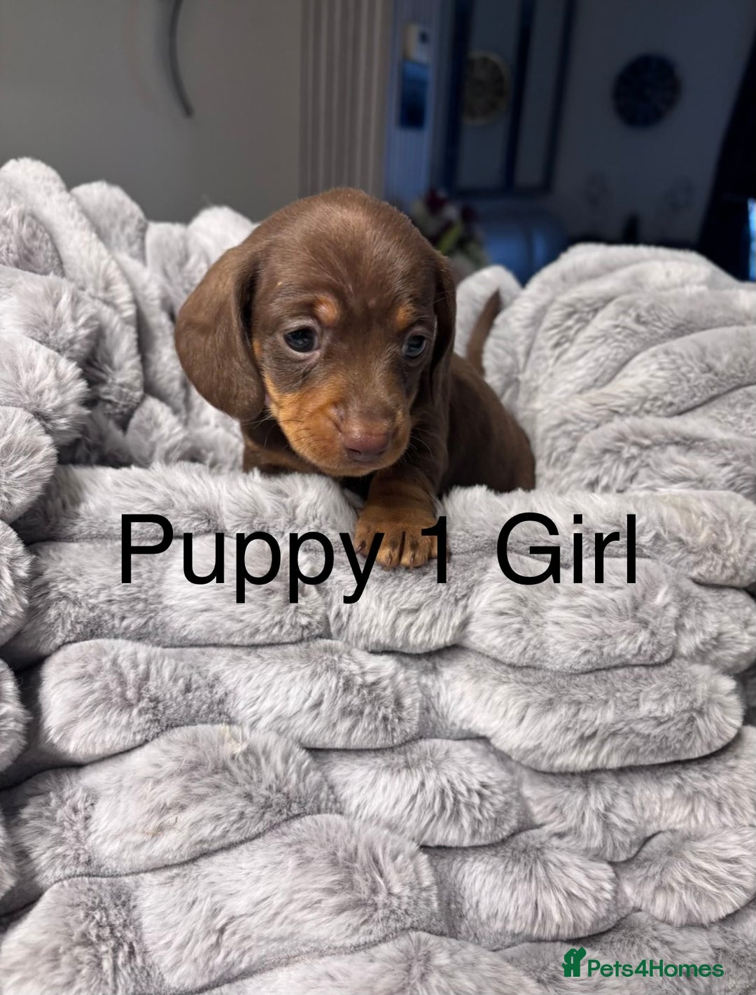 Miniature Dachshund dogs for sale: 4 Beautiful short haired mini Dachshunds  - Advert 1