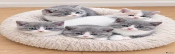 British Shorthair cats for sale: 5 GCCF REGISTERED KITTENS - Advert 1