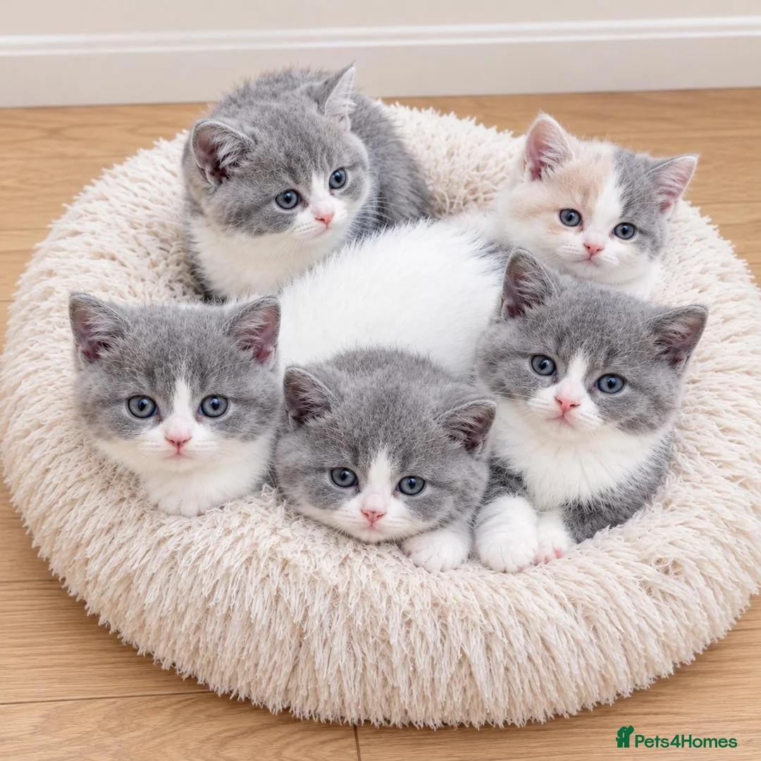 British Shorthair cats for sale: 5 GCCF REGISTERED KITTENS - Advert 1