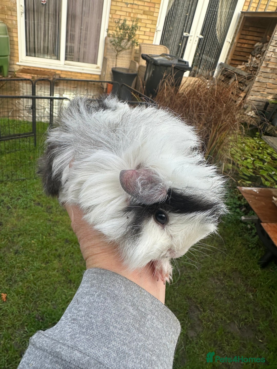 Guinea Pig rodents for sale: Lovely funky haired male guinea pigs. - Advert 9