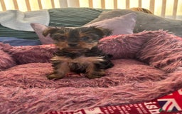 Yorkshire Terrier dogs for sale: Stunning Yorkshire terriers - Image 14