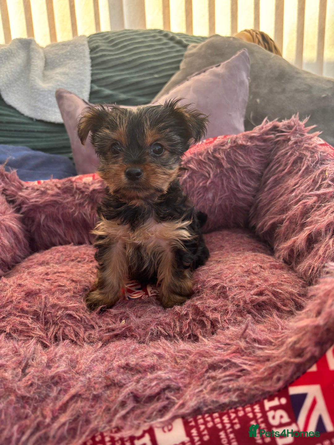 Yorkshire Terrier dogs for sale: Stunning Yorkshire terriers - Image 14
