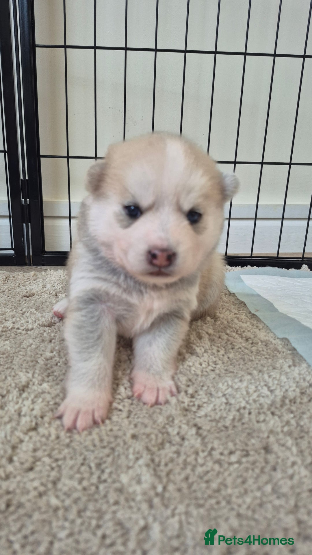 Pomsky dogs for sale: 🐾 New Year Pomsky Puppies – Mini Husky 🐾 - Advert 12