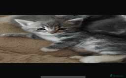 British Longhair cats for sale: 5 silver BSH kittens - Image 5