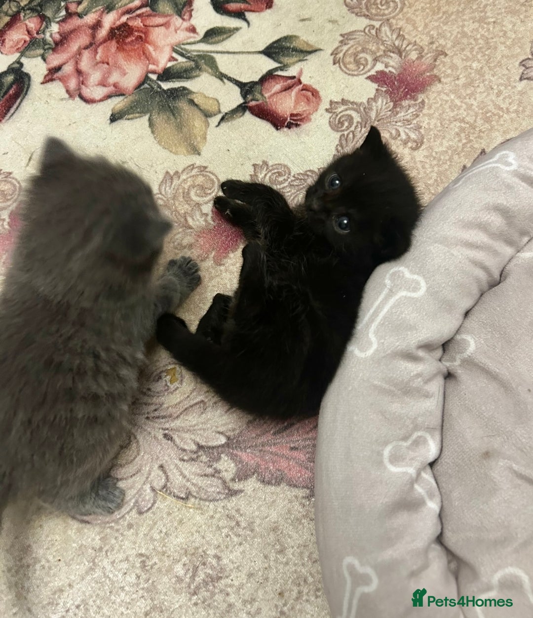 British Shorthair cats for sale: Bombay x British short hair kitten - Advert 3