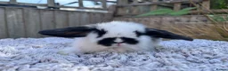 Mini Lop rabbits for sale: Stunning mini lops  - Advert 8