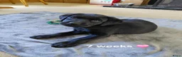 Labrador Retriever dogs for sale: Black Labrador Puppies - Advert 5